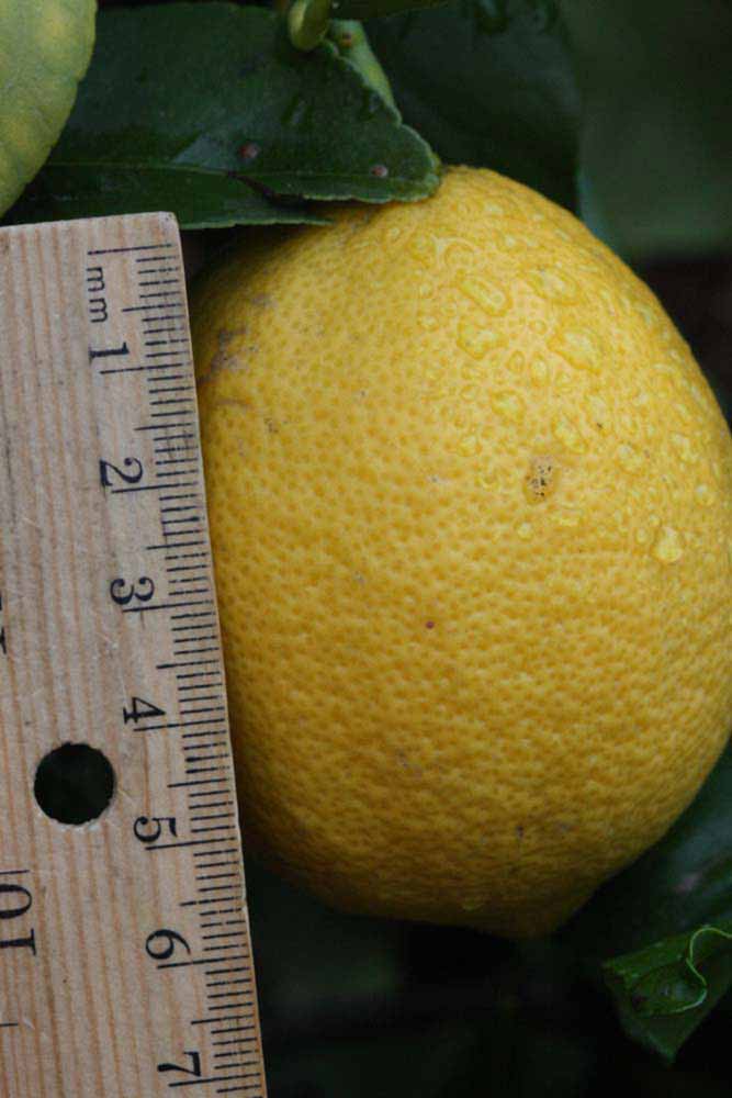            Fruit (Riverside, CA)   